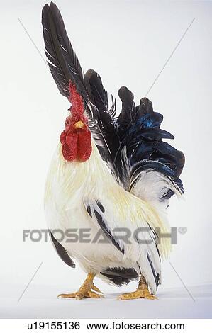 Stock Photograph - Rooster.. Fotosearch