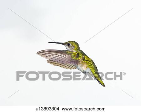 Ruby-throated Hummingbird (Archilochus colubris). Female. Fairly common in gardens, Nova Scotia, Canada. View Large Photo Image Picture - Ruby-throated Hummingbird (Archilochus colubris). Female. Fairly common in gardens, Nova Scotia, Canada.. Fotosearch