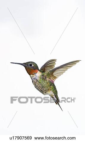 Ruby-throated Hummingbird (Archilochus colubris). Adult males have a brilliant red throat and black chin. Fairly common in gardens, Nova Scotia, Canada. View Large Photo Image Stock Photo - Ruby-throated Hummingbird (Archilochus colubris). Adult males have a brilliant red throat and black chin. Fairly common in gardens, Nova Scotia, Canada.. Fotosearch