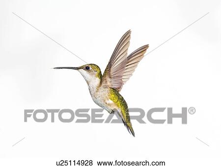 Ruby-throated Hummingbird (Archilochus colubris). Female. Fairly common in gardens, Nova Scotia, Canada. View Large Photo Image Stock Photo - Ruby-throated Hummingbird (Archilochus colubris). Female. Fairly common in gardens, Nova Scotia, Canada.. Fotosearch