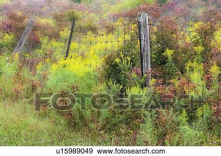 Stock Photo - Rural scenic with pagewire fence, Alberta, Canada. Fotosearch