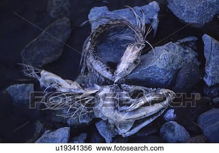 Salmon carcass on the shore of Mamquam River, Squamish, BC View Large Photo Image Stock Photograph - Salmon carcass on the shore of Mamquam River, Squamish, BC. Fotosearch