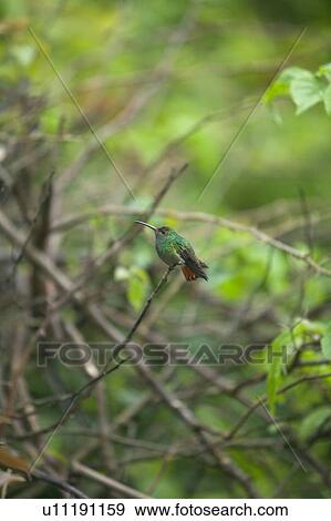 Scintillant Hummingbird View Large Photo Image Stock Photo - Scintillant Hummingbird. Fotosearch