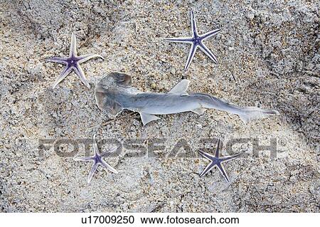 Shark and starfish on a beach, Jacksonville, Florida View Large Photo Image Stock Image - Shark and starfish on a beach, Jacksonville, Florida. Fotosearch