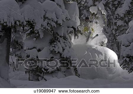 Skiing deep powder through the trees on a stormy day on Blackcomb, BC, Canada View Large Photo Image Stock Photo - Skiing deep powder through the trees on a stormy day on Blackcomb, BC, Canada. Fotosearch