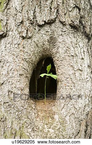 Small tree living in a bigger tree, Poland View Large Photo Image Stock Photography - Small tree living in a bigger tree, Poland. Fotosearch