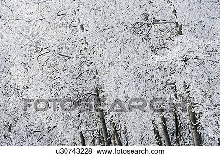 Stock Photo - Snow covered trees - Spray Valley Provincial Park - Kananaskis Country - Alberta, Canada. Fotosearch