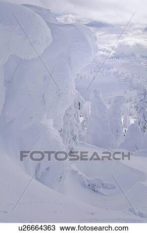 Snow giants are trees covered in hoar frost, Mt. Washington ski area, Vancouver Island View Large Photo Image Stock Image - Snow giants are trees covered in hoar frost, Mt. Washington ski area, Vancouver Island. Fotosearch