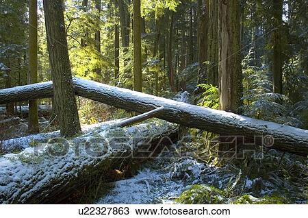 Snowy trees of old growth forest in Cathedral Grove, MacMillan Provincial Park, near Port Alberni, Vancouver Island, BC View Large Photo Image Stock Image - Snowy trees of old growth forest in Cathedral Grove, MacMillan Provincial Park, near Port Alberni, Vancouver Island, BC. Fotosearch