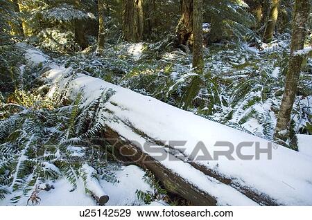 Stock Photo - Snowy trees of old growth forest in Cathedral Grove in MacMillan Provincial Park, near Port Alberni, Vancouver Island, BC. Fotosearch