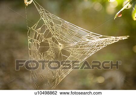 Spider web, Jacksonville, Florida View Large Photo Image Stock Image - Spider web, Jacksonville, Florida. Fotosearch