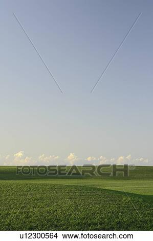Springtime green fields.; Canada, Manitoba, Erickson View Large Photo Image Picture - Springtime green fields.; Canada, Manitoba, Erickson. Fotosearch