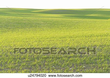 Springtime green fields.; Canada, Manitoba, Erickson View Large Photo Image Stock Image - Springtime green fields.; Canada, Manitoba, Erickson. Fotosearch