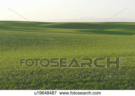 Springtime green fields; Canada, Manitoba, Erickson View Large Photo Image Stock Photo - Springtime green fields; Canada, Manitoba, Erickson. Fotosearch