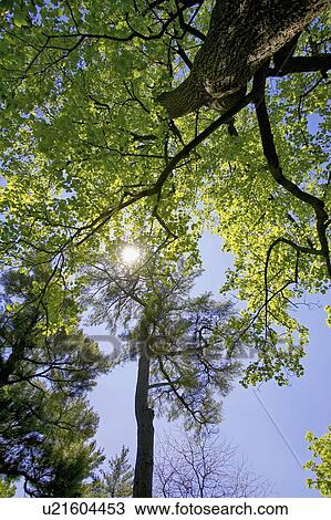 Sun shining through the trees, Niagara on the Lake, Ontario View Large Photo Image Stock Image - Sun shining through the trees, Niagara on the Lake, Ontario. Fotosearch