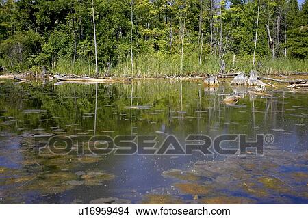 Picture - Swamp; Canada, Ontario, Campbellville. Fotosearch