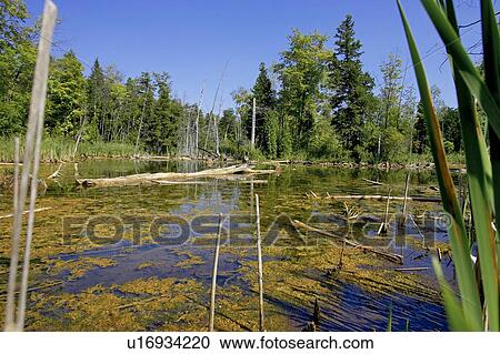 Swamp; Canada, Ontario, Campbellville View Large Photo Image Stock Image - Swamp; Canada, Ontario, Campbellville. Fotosearch