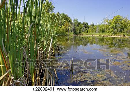 Swamp; Canada, Ontario, Campbellville View Large Photo Image Stock Image - Swamp; Canada, Ontario, Campbellville. Fotosearch