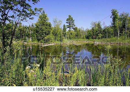 Swamp; Canada, Ontario, Campbellville View Large Photo Image Stock Photo - Swamp; Canada, Ontario, Campbellville. Fotosearch