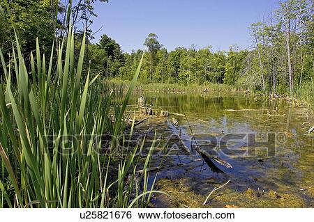 Swamp; Canada, Ontario, Campbellville View Large Photo Image Stock Photograph - Swamp; Canada, Ontario, Campbellville. Fotosearch