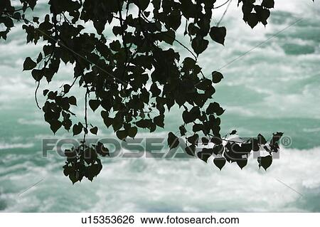 The Niagara River as seen from the 'Whitewater Walk' boardwalk trail - Niagara Falls, Canada View Large Photo Image Stock Photograph - The Niagara River as seen from the 'Whitewater Walk' boardwalk trail - Niagara Falls, Canada. Fotosearch