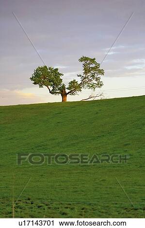 Tree on the horizon at dusk, Canada, Ontario, Jerseyville View Large Photo Image Stock Image - Tree on the horizon at dusk, Canada, Ontario, Jerseyville. Fotosearch