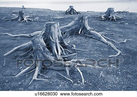 Stock Image - Tree stumps along Upper Kananaskis Lake, Peter Lougheed Prov. Park, Kananaskis Country, Alberta, Canada. Fotosearch