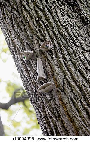 Tree trunk with eyes, nose, and mouth, Burlington, Ontario. View Large Photo Image Stock Photo - Tree trunk with eyes, nose, and mouth, Burlington, Ontario.. Fotosearch