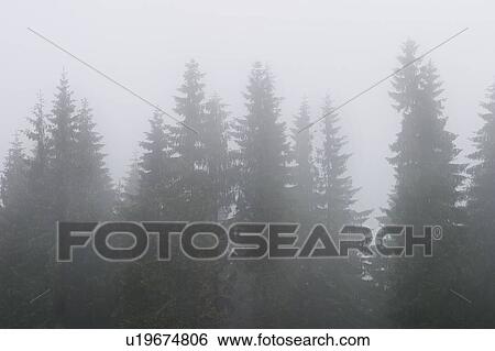 Stock Photograph - Trees seen through the fog, Tatra Mountains, Poland. Fotosearch