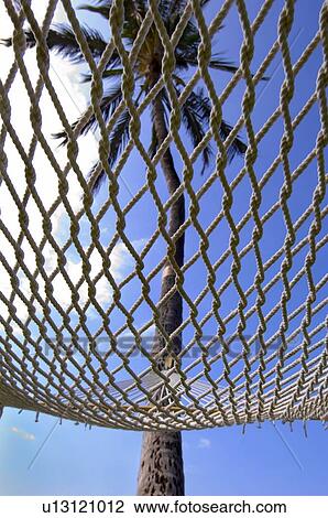 Stock Image - View of a palm tree through the bottom of a hammock, Hawaii.. Fotosearch