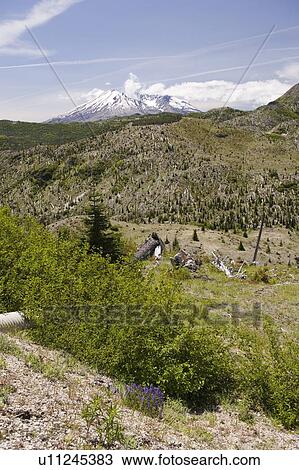 Stock Image - View of Mt. St. Helens and dead trees affected by 1980 blast, Mount St. Helens National Volcanic Monument, Washington, USA. Fotosearch