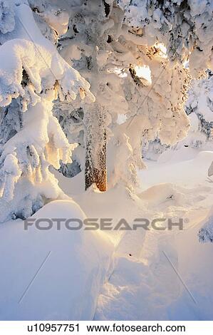 View of path and snow-covered trees at sunrise, Quebec, Canada View Large Photo Image Stock Image - View of path and snow-covered trees at sunrise, Quebec, Canada. Fotosearch