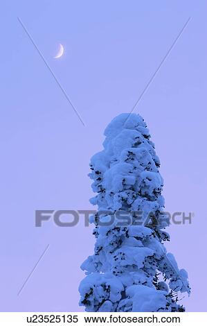 Stock Photography - View of snow-covered tree and moon at Pic de l'aube, Quebec, Canada. Fotosearch