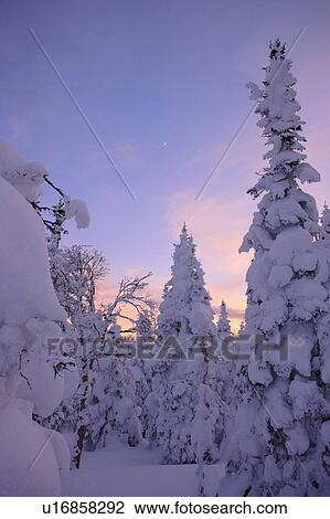 Stock Image - View of snow-covered trees and moon at Pic de l'aube, Quebec, Canada. Fotosearch