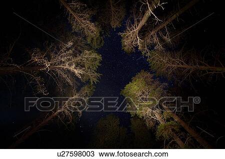 Stock Image - View upward through circle of trees at night. Fotosearch