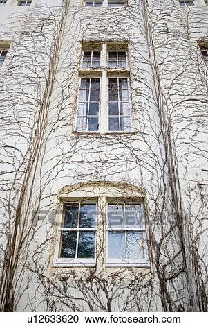 Stock Image - Vines grow up the side of a building, Royal Roads University Campus near Victoria, BC, Canada. Fotosearch