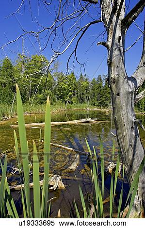 Wetlands, Canada, Ontario, Campbellville View Large Photo Image Stock Photography - Wetlands, Canada, Ontario, Campbellville. Fotosearch