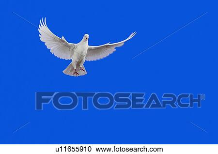 White Dove in flight. View Large Photo Image Stock Image - White Dove in flight.. Fotosearch