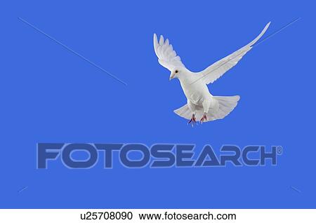 White Dove in flight. View Large Photo Image Stock Image - White Dove in flight.. Fotosearch
