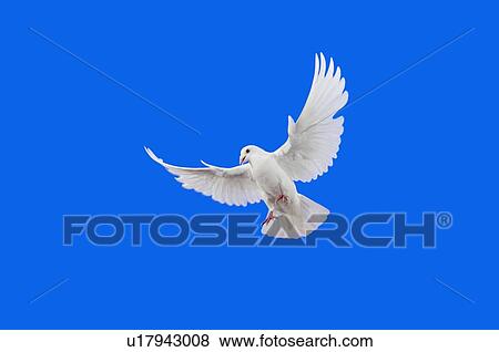 Stock Photo - White Dove in flight.. Fotosearch