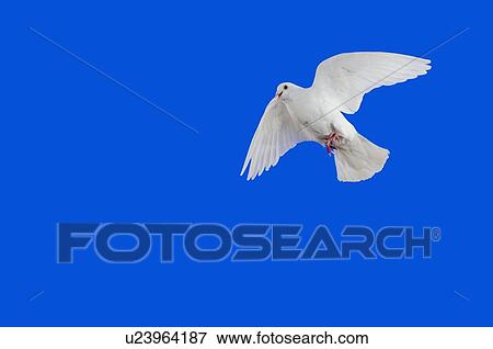 Stock Photo - White Dove in flight.. Fotosearch