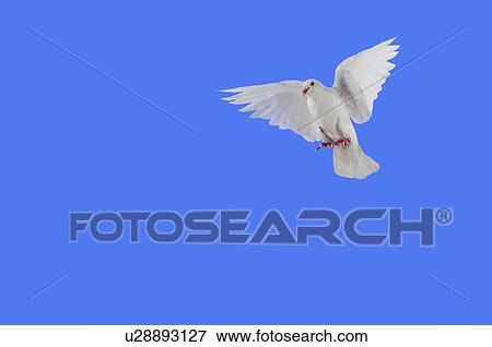 Stock Photo - White Dove in flight.. Fotosearch