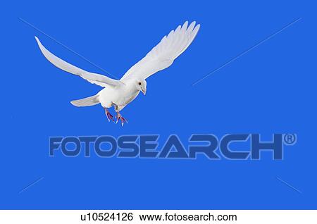 Stock Photograph - White Dove in flight.. Fotosearch