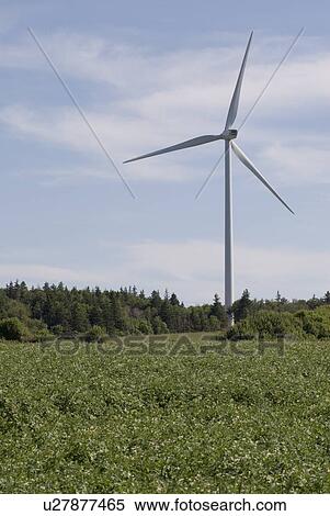 Wind turbines, near East Point, Prince Edward Island View Large Photo Image Stock Photography - Wind turbines, near East Point, Prince Edward Island. Fotosearch