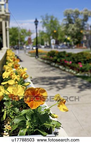 Window box of orange and yellow pansies with the town in background, Niagara on the Lake. View Large Photo Image Stock Image - Window box of orange and yellow pansies with the town in background, Niagara on the Lake.. Fotosearch