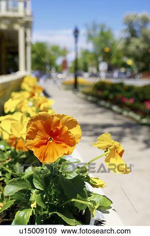Window box of orange and yellow pansies with the town in background, Niagara on the Lake. View Large Photo Image Stock Photo - Window box of orange and yellow pansies with the town in background, Niagara on the Lake.. Fotosearch