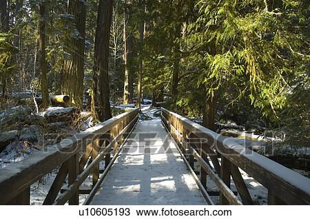 Stock Image - Wooden walkway with light dusting of snow, Cathedral Grove in MacMillan Provincial Park, near Port Alberni, Vancouver Island, BC. Fotosearch