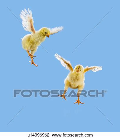 Yellow Chick. Baby Chicken. 'Flying'. View Large Photo Image Stock Image - Yellow Chick. Baby Chicken. 'Flying'.. Fotosearch