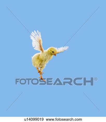 Yellow Chick. Baby Chicken. 'Flying'. View Large Photo Image Stock Photo - Yellow Chick. Baby Chicken. 'Flying'.. Fotosearch