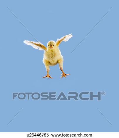 Stock Photography - Yellow Chick. Baby Chicken. 'Flying'.. Fotosearch